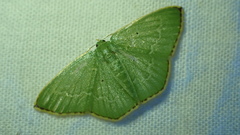 Comostolopsis intensa