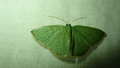 Comostolopsis intensa