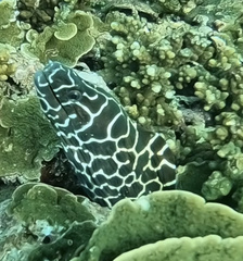 Gymnothorax favagineus