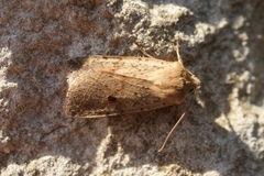 Agrochola blidaensis
