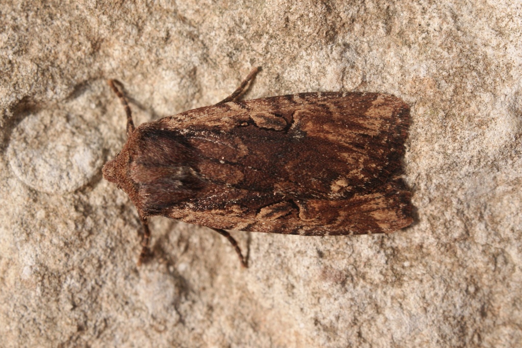Conistra torrida