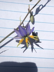 Dianella amoena