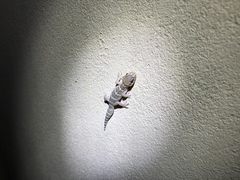 Pachydactylus formosus