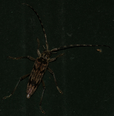 Elytrimitatrix undata