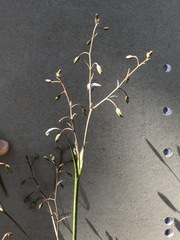 Dianella amoena