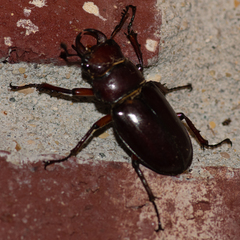 Lucanus capreolus