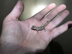 Pachydactylus formosus