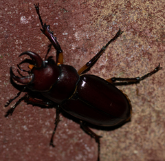 Lucanus capreolus