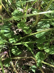 Dichondra repens
