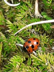 Coccinella undecimpunctata