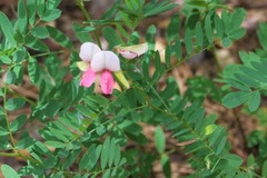 Tephrosia virginiana