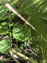 Dichondra repens