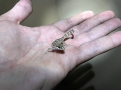 Pachydactylus formosus