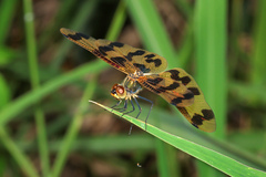 Rhyothemis graphiptera
