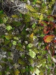 Anisotome imbricata