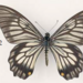 Papilio veiovis - Photo (c) 
Vane-Wright, R.I, & de Jong, R.,  זכויות יוצרים חלקיות (CC BY)