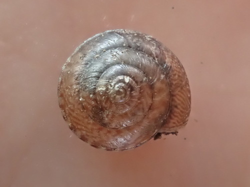 Laoma mariae, 2022-11-07