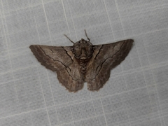 Hypobapta tachyhalotaria