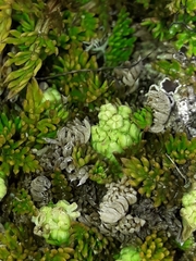 Anisotome imbricata