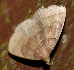Zanclognatha jacchusalis