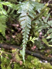Asplenium lobulatum