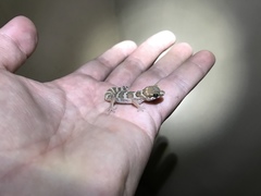 Pachydactylus formosus