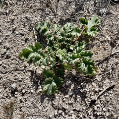 Phacelia pedicellata