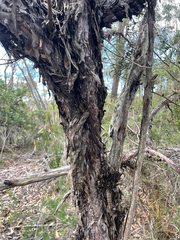 Leptospermum trinervium