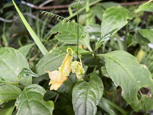 Impatiens hongkongensis
