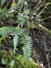 Asplenium lobulatum