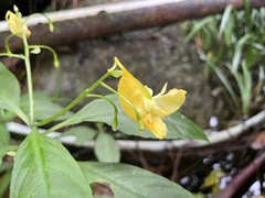 Impatiens hongkongensis, photograph Toby Y, CC BY, iNaturalist via GBIF