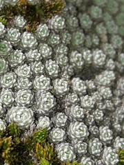 Raoulia bryoides