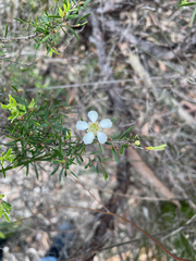 Leptospermum trinervium