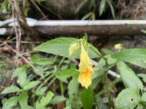 Impatiens hongkongensis, photograph 2