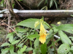 Impatiens hongkongensis, photograph Toby Y, CC BY, iNaturalist via GBIF