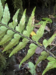 Asplenium lobulatum