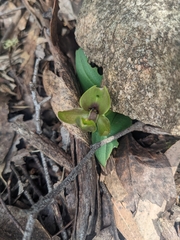 Chiloglottis