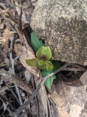 Chiloglottis