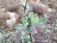 Lonicera etrusca
