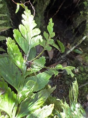 Asplenium lobulatum