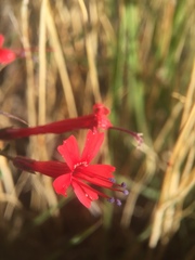 Ipomopsis tenuifolia