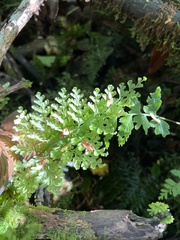 Vandenboschia cyrtotheca