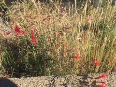 Ipomopsis tenuifolia