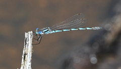 Austrolestes annulosus