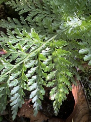 Vandenboschia cyrtotheca