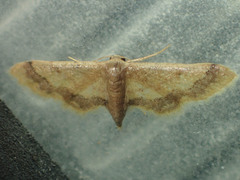 Idaea violacea