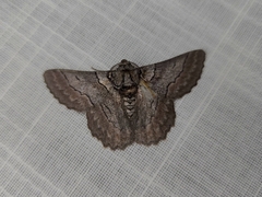 Hypobapta tachyhalotaria