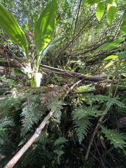 Vandenboschia cyrtotheca