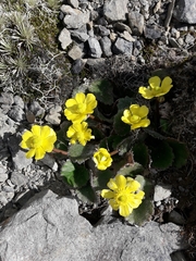 Ranunculus insignis