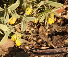 Hermannia lavandulifolia